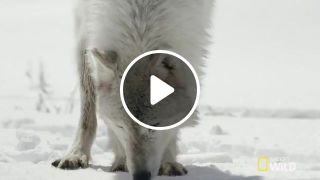 Snow wolves