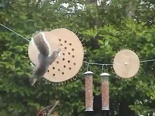 Squirrels A Mission Impossible, Squirrels, Mission, Impossible, Bird Feeders, Made, Innkeeper, Basil, Fawlty, Eating, Nuts, Animals Pets