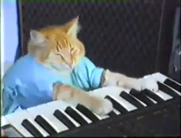 Still cat, memes, dank, dankmemes, jazz, dog, top, spokane, piano cover, evolution of dance, lol, comedy, off, famous, ftw, most, cool, keyboard cat, kittens, him, funny, get, noobs, judson laipply, me, pwnage, best, cats, original, fail, noob, kitten, cat, owned, oasis, epic fail, dance, playing, numa numa, win, keyboard, schmidt, hook, play, charlie, fails, epic, ownage, pwn, of, youtube, christmas, cute, the, piano, viral, kitty, meow, meme, her, animals pets.