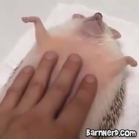 The hedgehog, nerdgasm, music, funny, barnacules, 70's, hedgehog, mage, debbie does dallas, debby does dallas, windows, funny animal, animal, spoof, 70s music, comedy, parody, reaction, laugh, animals pets.