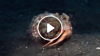 Uncommon Vocal Crab