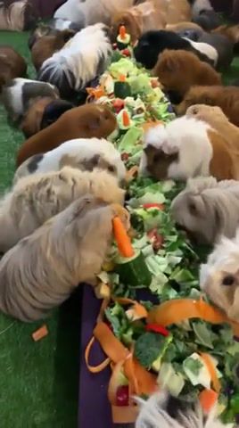 Veganism, Guinea Pigs, Banquet, Animals, Pets, Animals Pets