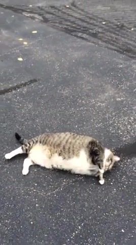 Very fat cat - Video & GIFs | roll,fat cat,cat roll,fat,cat,cute cat,cute,vine,coin,lmao,meme,cat meme,meow,animals pets