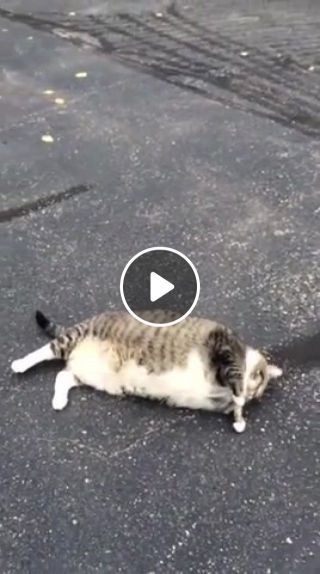Very fat cat