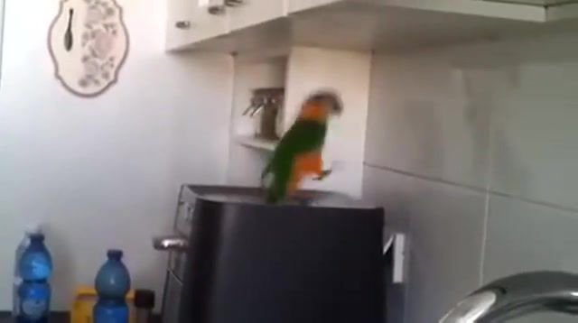 When suddenly a good mood, Funny, Parrot, Dance, Music, Irish, Lol, Top, Hot, New, Of The Day, Popular, Animals Pets