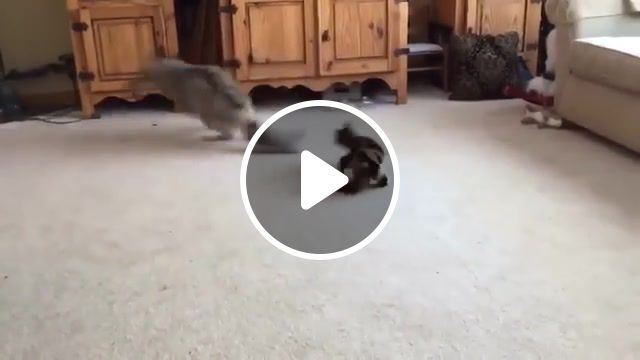 Wild cat vs pet wolf, wolf, cat, animals, fight, funny animals, black flag, animals pets. #0