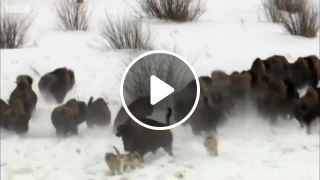 Wolf Pack Hunt