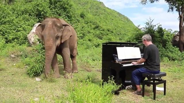 Bach on piano for blind elephant, animals pets.