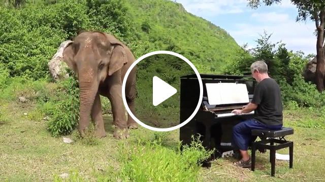 Bach on piano for blind elephant, animals pets. #0