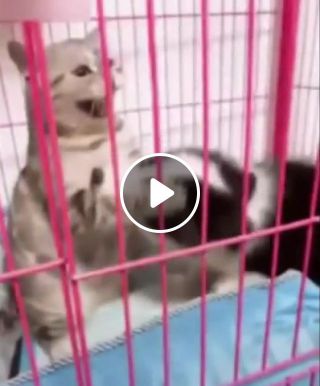 CAT VS DOG HEART OF A COWARD