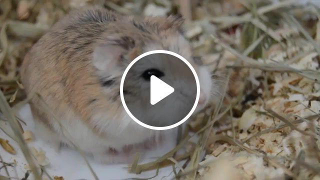 Cute sleepy hamster, desert hamster, roborovski hamsters, phodopus roborovski, sleepy, mouse, hamster, animal, cute, animals pets. #0