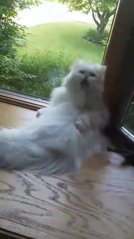 Deaf, but very loud kitty, cat, kitty, meow, greetings from kitty, surprised cat, animals pets.