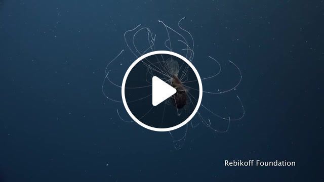 Deep sea anglerfish in focus, science, magazine, fish, deep, sea, anglerfish, aphex twin, stone in focus, spectacular, ambient, ambient music, stunning, animal, animals, deepsea, nature, animals pets. #0