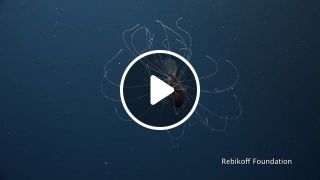 Deep sea anglerfish in focus