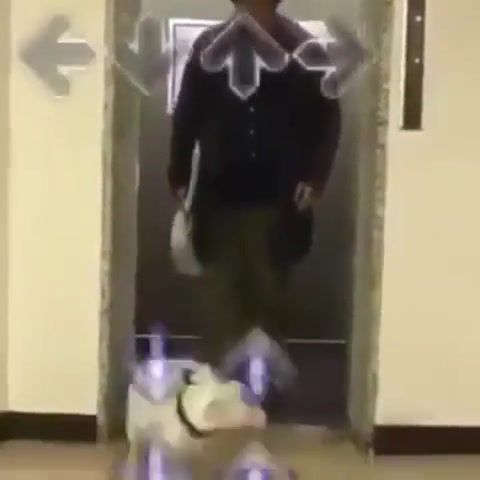 Dog Breaking the Dancefloor - Video & GIFs | dog,dance,meme,give,me,some,money,please,animal,just,elevator,human,animals pets