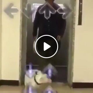 Dog Breaking the Dancefloor