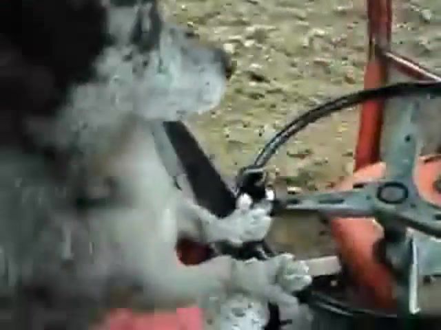 Dog driving a tractor, dog, tractor driver, tracktor, animals and pets, animals, animals funny, animals pets.