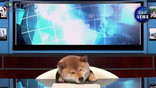 Doge TV presenter, News, Tv, Animals, Dog, Doggie, Doge, Animals Pets