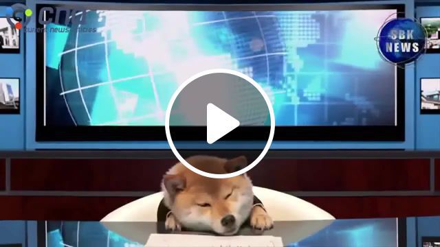 Doge tv presenter, news, tv, animals, dog, doggie, doge, animals pets. #0