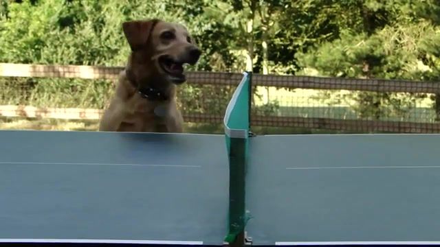 Everyday Watching Tennis. Family. Best. Favorites. Of The Day. Love. Every Breath You Take. Police. Game. Outside. Haha. Play. Watch. Tennis. Animals. Jump. Cool. Smile. Fun. Puppy. Labrador. Humor. Cute. Comedy. Funny. Dogs. Humour. Dog. Animals Pets.
