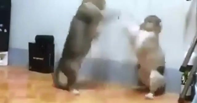 Fight of the day, animals pets.