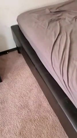 Hello - Video & GIFs | dog,funny,cover,smile,meme,doggo,hilarious,vine,laugh,hide,bed,sweet,doggy,animals pets