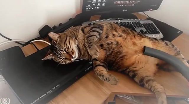 How Can You Mend A Broken Heart, Allright, Easy, Slow, Low, Stop, How, Broken Heart, Hearth, Eleprimer, Gifv, Gif, Free, Lol, Animal, Table, Deep, See, Never, Relax, Perfectloop, Orbojunglist, Orbo, Loop, Wtf, Sad, Cat, Can, Animals Pets