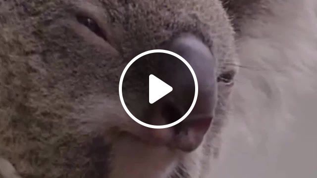 I am the koala, koala, i am the danger, breaking bad, animals pets. #0