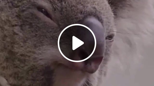 I am the koala, koala, i am the danger, breaking bad, animals pets. #1