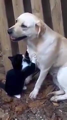 Love, unchained melody, friendship, love, joke, humor, funny, dog, cat, smile, humour, comedy, prank, gag, lol, fun, dogs, cats.