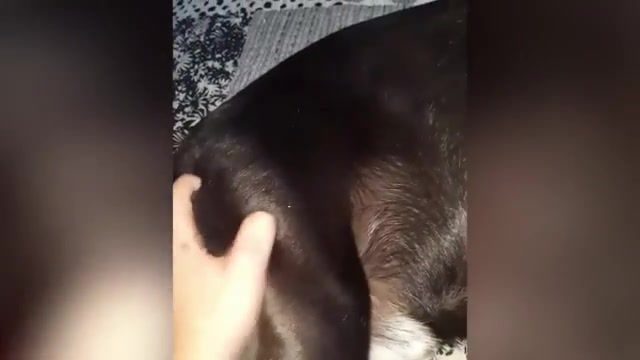 New victim, Puppy, Cute Dogs, Kitty, Kittens, Funny, Compilation, Cats, Funny Dogs, Puppies, Cute Cats, Cat, Dogs, Funny Dog, Dog, Pets, Pet, Animals, Animal, Confused Pet, Animals Pets