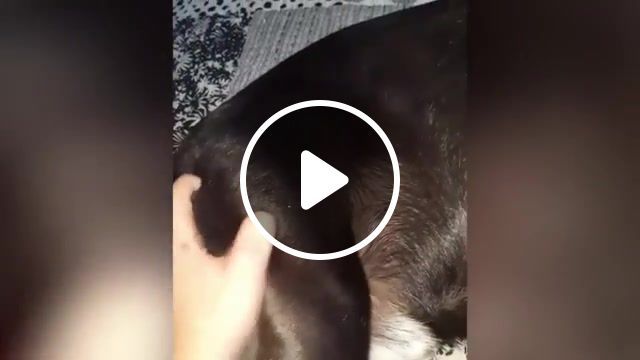 New victim, puppy, cute dogs, kitty, kittens, funny, compilation, cats, funny dogs, puppies, cute cats, cat, dogs, funny dog, dog, pets, pet, animals, animal, confused pet, animals pets. #0