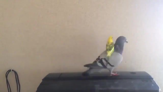 Parrot riding on a pigeon