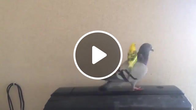 Parrot riding on a pigeon, animals pets. #0