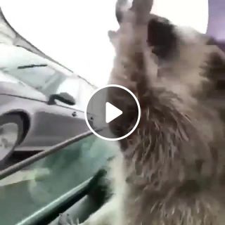 Raccoon speech