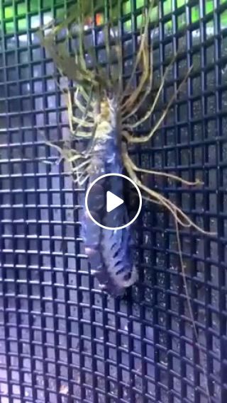 Scolopendra from hell