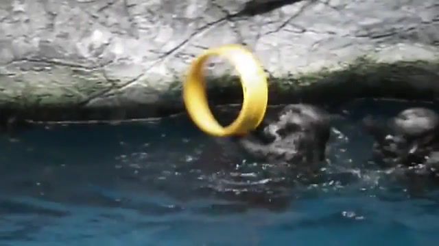 Spinning Otter is Majestic - Video & GIFs | spin,swim,dance,water,otter,viral,pets,pet,dog,cat,best animal,epic animal,funny animals,cute animals,petsami,animal,fail,lol,hilarious,adorable,cute,talking animal,talking dog,talking animals,puppies,afv,america's funniest home,funny,caught on tape,animals pets