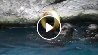 Spinning Otter is Majestic