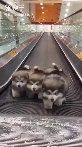 Squad - Video & GIFs | dog,dogs,animal,animals,puppy,puppies,lovely,cute,stayin alive,escalator,funny,running,animals pets