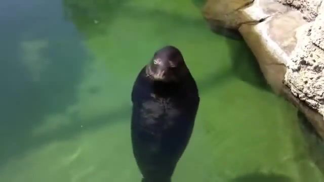 There is no need to be upset, seal, there is no need to be upset, spinning, water, animals pets.