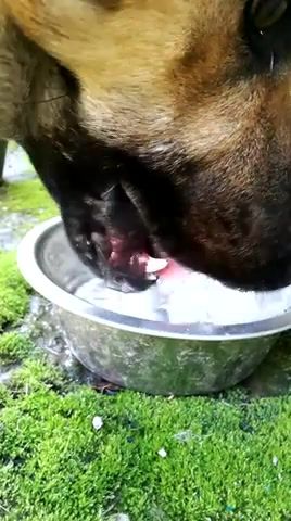 Water - Video & GIFs | water,animals pets