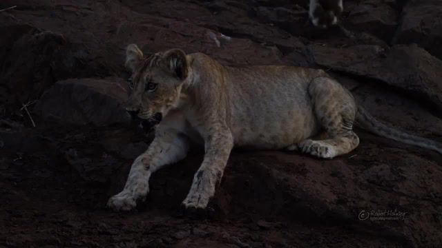 African wildlife, south africa, lion, rhinno, birds, plains animals, buffalo, wild animals, african nature, african animals, animals of africa, animals, africa, travel, naturaleza, safari, animals pets.