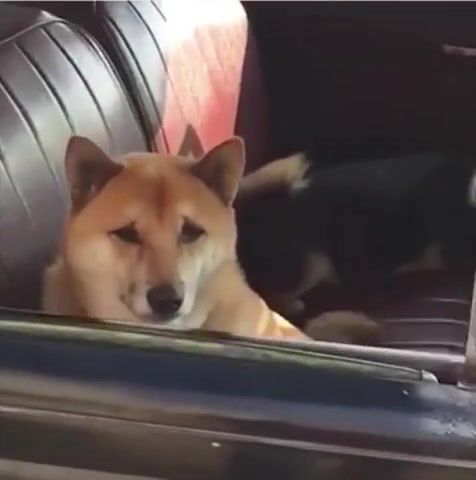 Aw, dog in car, shiba inu, shiba, animals pets.