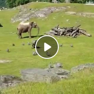 Baby elephant chases the geese