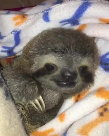 Baby sloth by instagram. Com primatography, Animals Pets