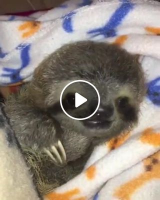 Baby sloth by instagram. Com primatography