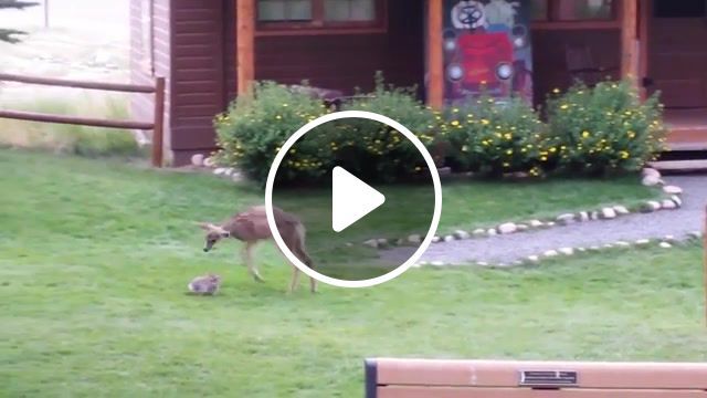 Bambi and stomper in reality, disney, stomper, deer, animals, bunny, rabbit, colorado, estes park, animals pets. #0