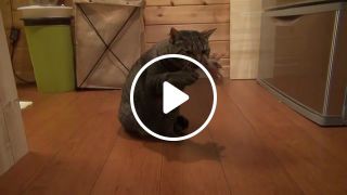 BEATBOX CAT LOTUS