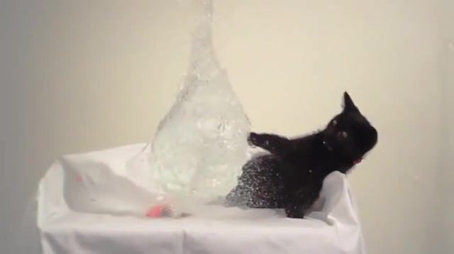 Cat fail, funny, slow motion, kitten, cat, cats, water, balloon, animals pets.