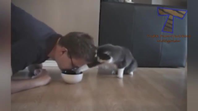 Cat feeding, cat, animal, animals pets.